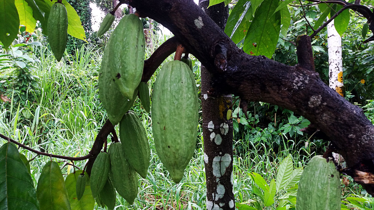propagation of cocoa
