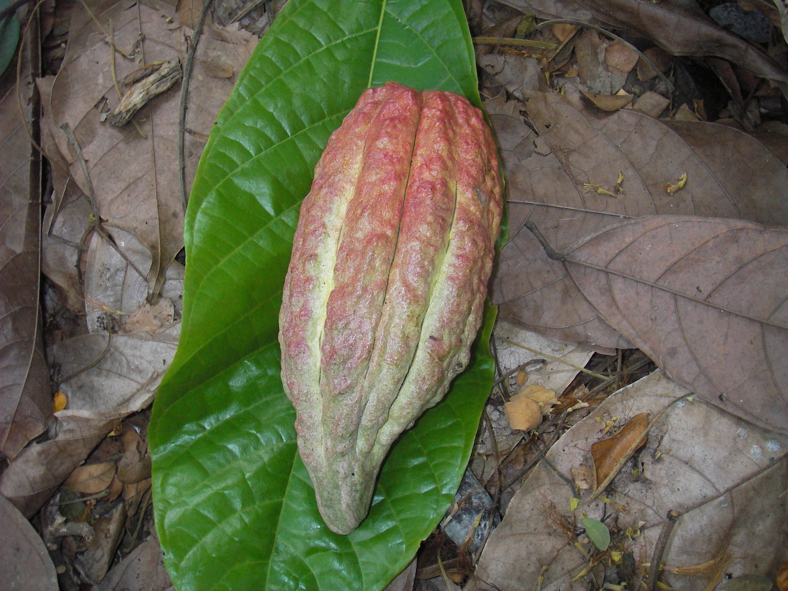 Leaves and pod