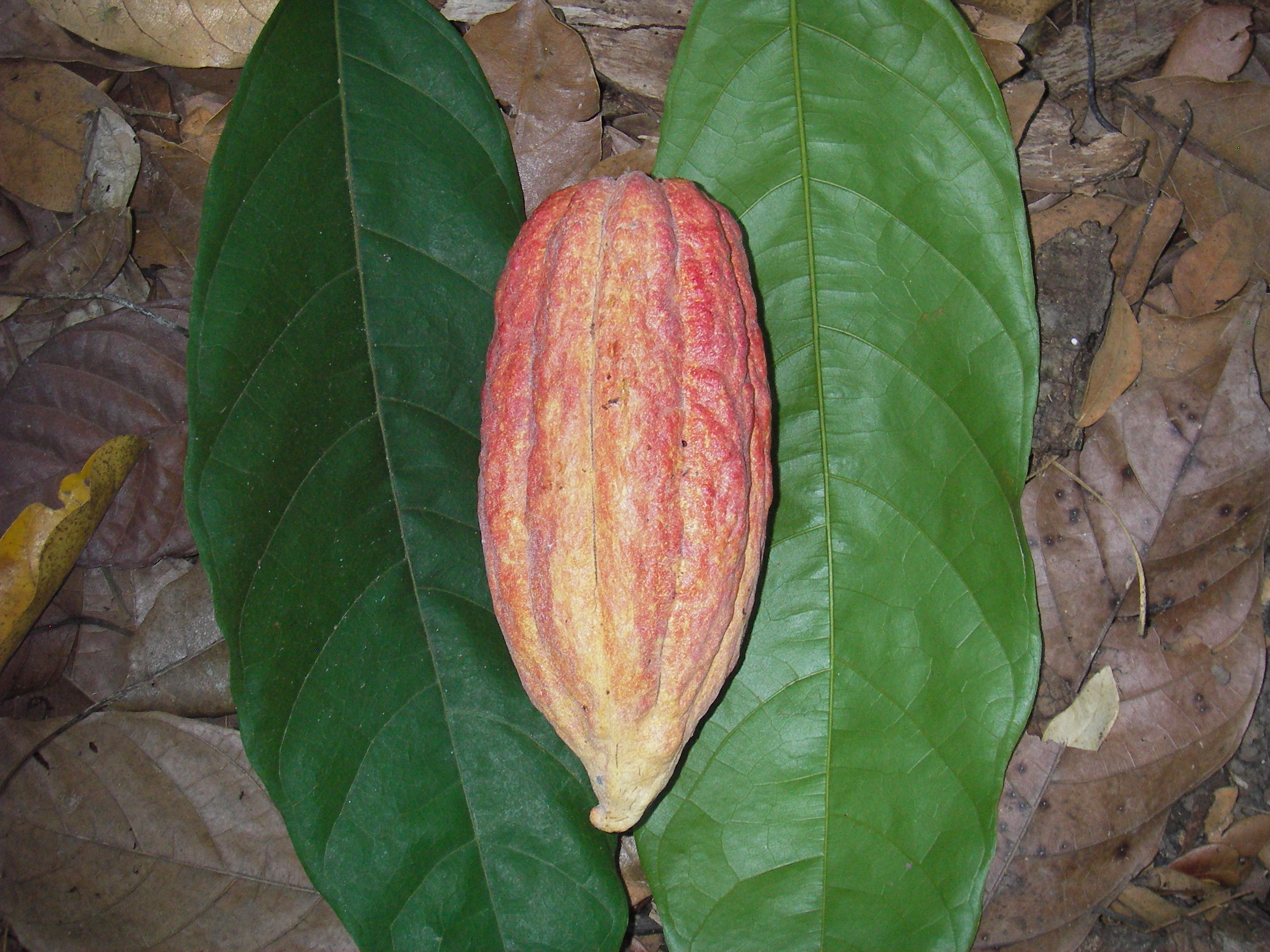 Leaves and pod
