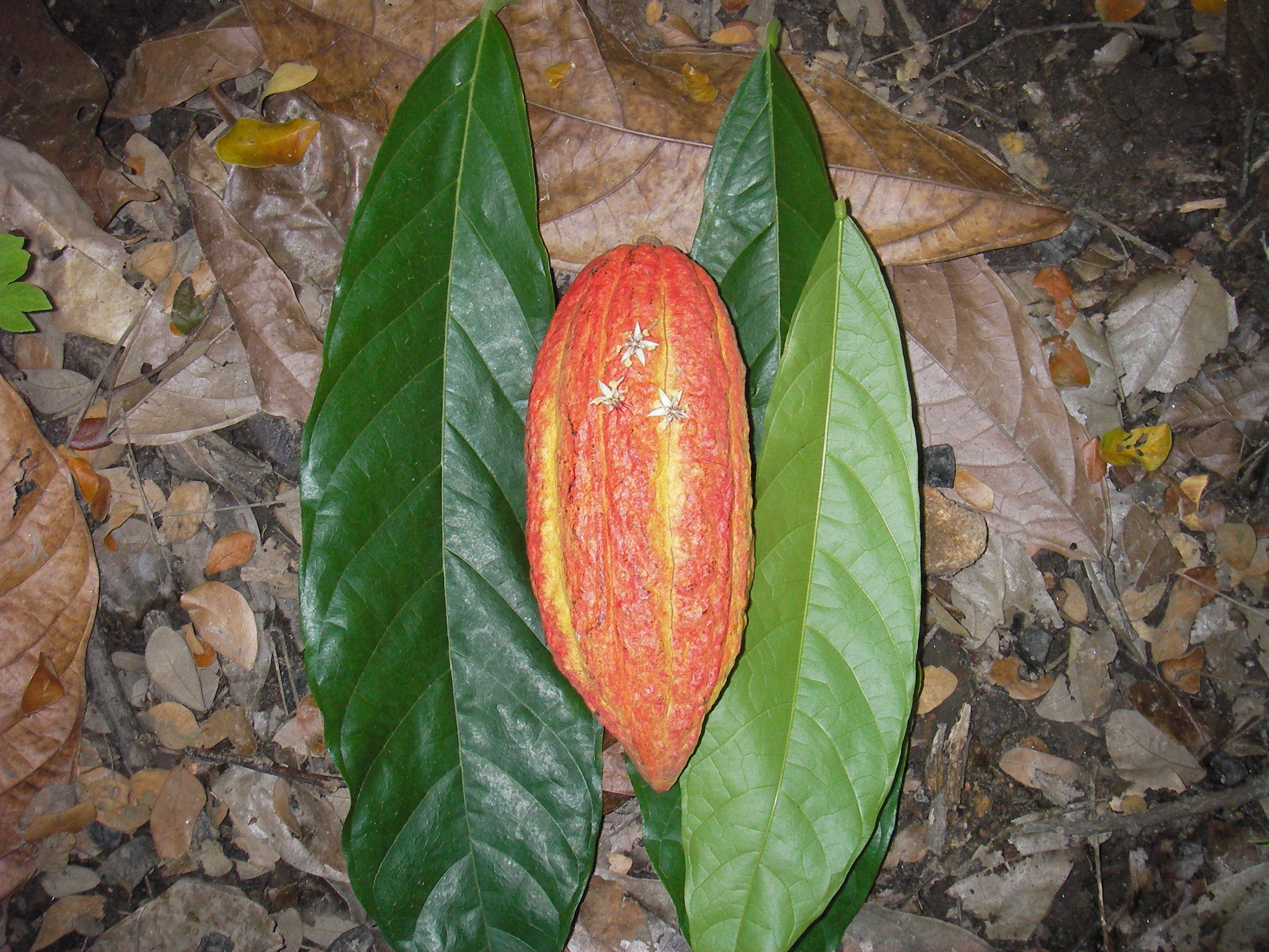 Leaves and pods