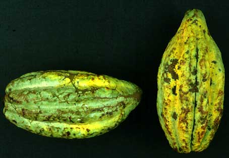 Mature pod. Length of pod in picture 170mm.