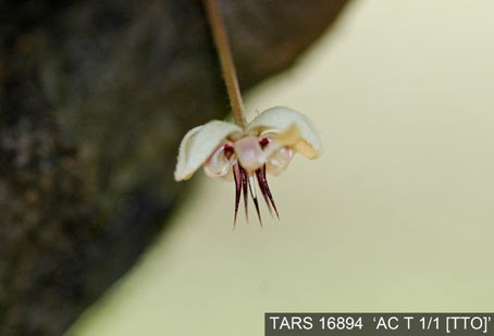 Flower on tree. (Accession: TARS 16894).