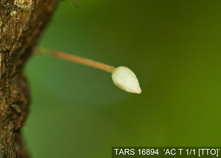 Flowerbud on tree. (Accession: TARS 16894).