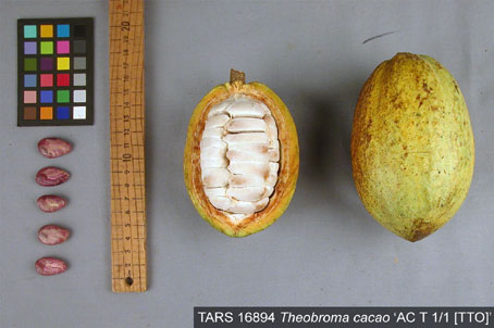 Pods and seeds. (Accession: TARS 16894).