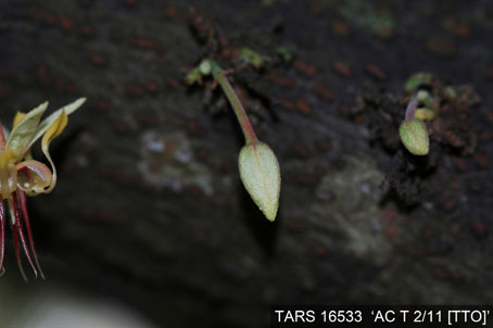 Flowerbud on tree. (Accession: TARS 16533).
