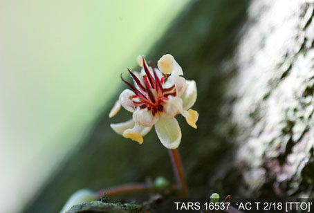 Flower on tree. (Accession: TARS 16537).