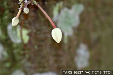 Flowerbud on tree. (Accession: TARS 16537).