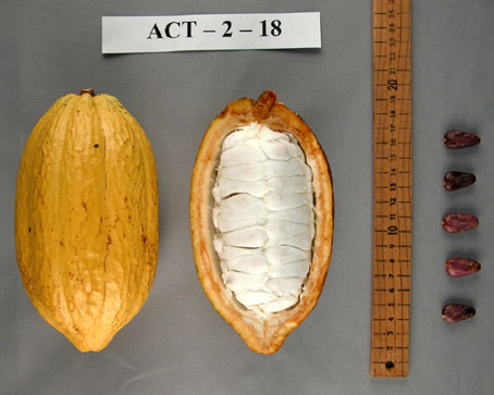 Pods and seeds. (Accession: TARS 16537).
