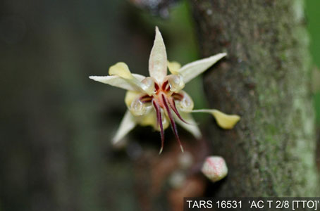 Flower on tree. (Accession: TARS 16531).