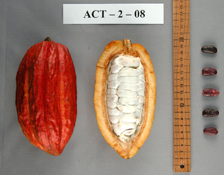 Pods and seeds. (Accession: TARS 16531).