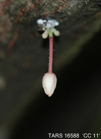 Flowerbud on tree. (Accession: TARS 16588).