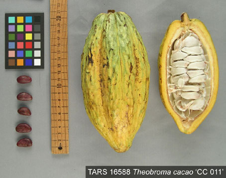 Pods and seeds. (Accession: TARS 16588).