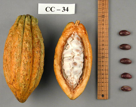 Pods and seeds. (Accession: TARS 16591).