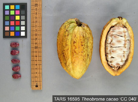 Pods and seeds. (Accession: TARS 16595).