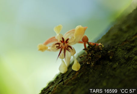 Flower on tree. (Accession: TARS 16599).