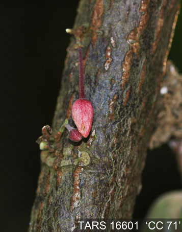 Flowerbud on tree. (Accession: TARS 16601).