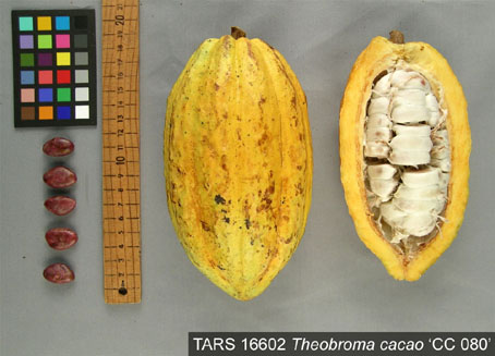Pods and seeds. (Accession: TARS 16602).