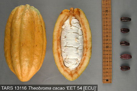 Pods and seeds. (Accession: TARS 13116).