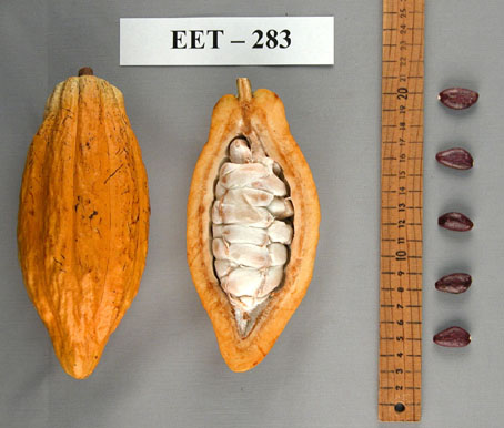 Pods and seeds. (Accession: TARS 16625).