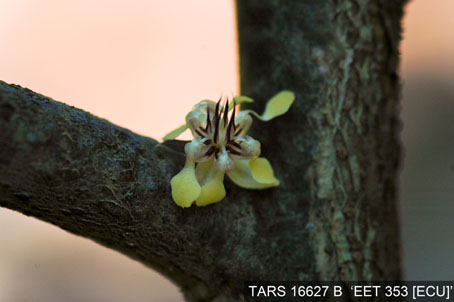Flower on tree. (Accession: TARS 16627 B).