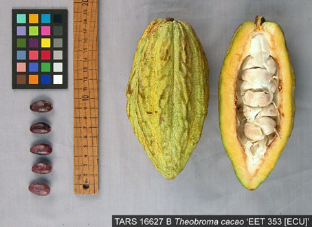 Pods and seeds. (Accession: TARS 16627 B).