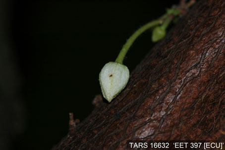 Flowerbud on tree. (Accession: TARS 16632).