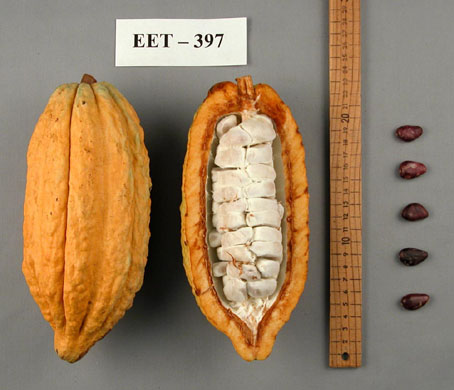 Pods and seeds. (Accession: TARS 16632).