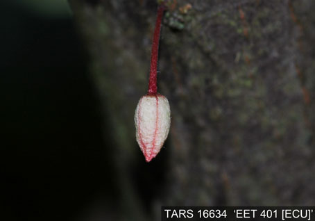 Flowerbud on tree. (Accession: TARS 16634).