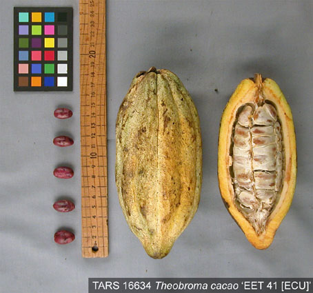 Pods and seeds. (Accession: TARS 16634).
