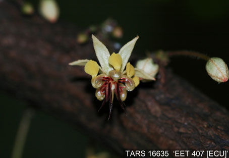 Flower on tree. (Accession: TARS 16635).