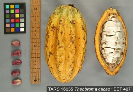 Pods and seeds. (Accession: TARS 16635).