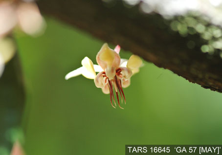 Flower on tree. (Accession: TARS 16645).