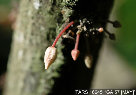 Flowerbud on tree. (Accession: TARS 16645).