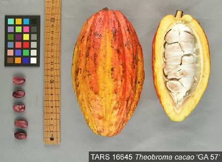 Pods and seeds. (Accession: TARS 16645).