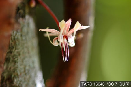 Flower on tree. (Accession: TARS 16646).