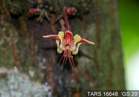 Flower on tree. (Accession: TARS 16648).