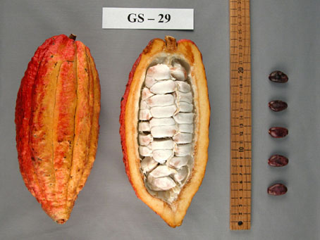 Pods and seeds. (Accession: TARS 16648).