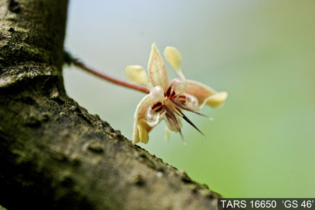 Flower on tree. (Accession: TARS 16650).
