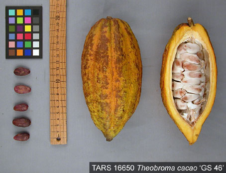 Pods and seeds. (Accession: TARS 16650).