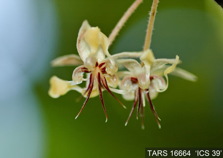 Flower on tree. (Accession: TARS 16664).