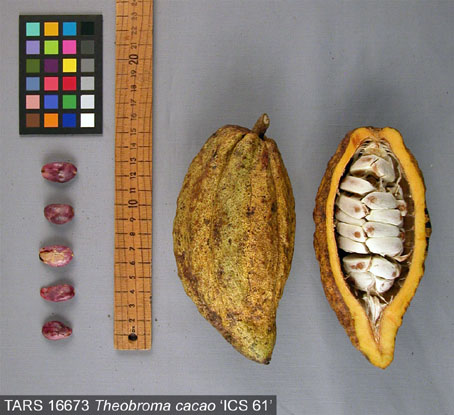 Pods and seeds. (Accession: TARS 16673).