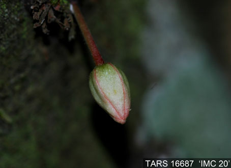Flowerbud on tree. (Accession: TARS 16687).