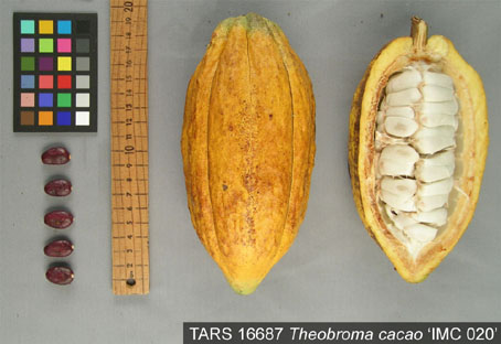 Pods and seeds. (Accession: TARS 16687).