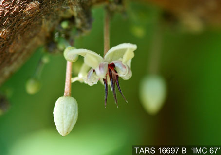Flower on tree. (Accession: TARS 16697 B).