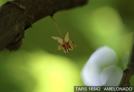 Flower on tree. (Accession: TARS 16542).