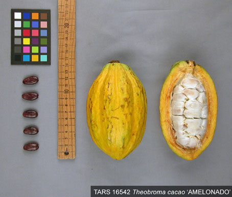 Pods and seeds. (Accession: TARS 16542).