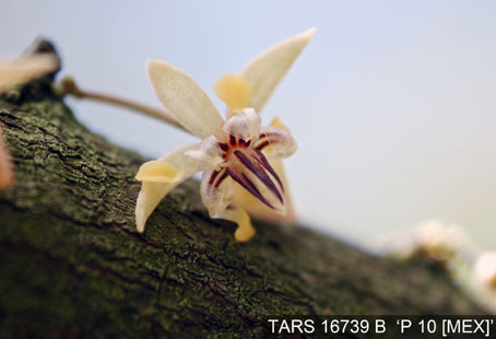 Flower on tree. (Accession: TARS 16739 B).
