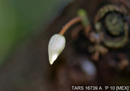 Flowerbud on tree. (Accession: TARS 16739 A).
