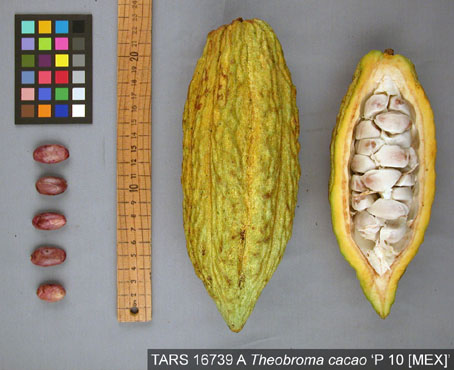 Pods and seeds. (Accession: TARS 16739 A).