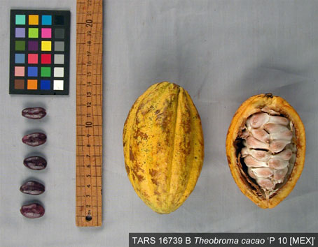 Pods and seeds. (Accession: TARS 16739 B).